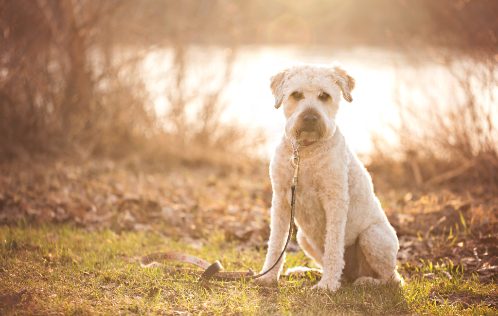 Soft-coated Wheaten Terrier dog