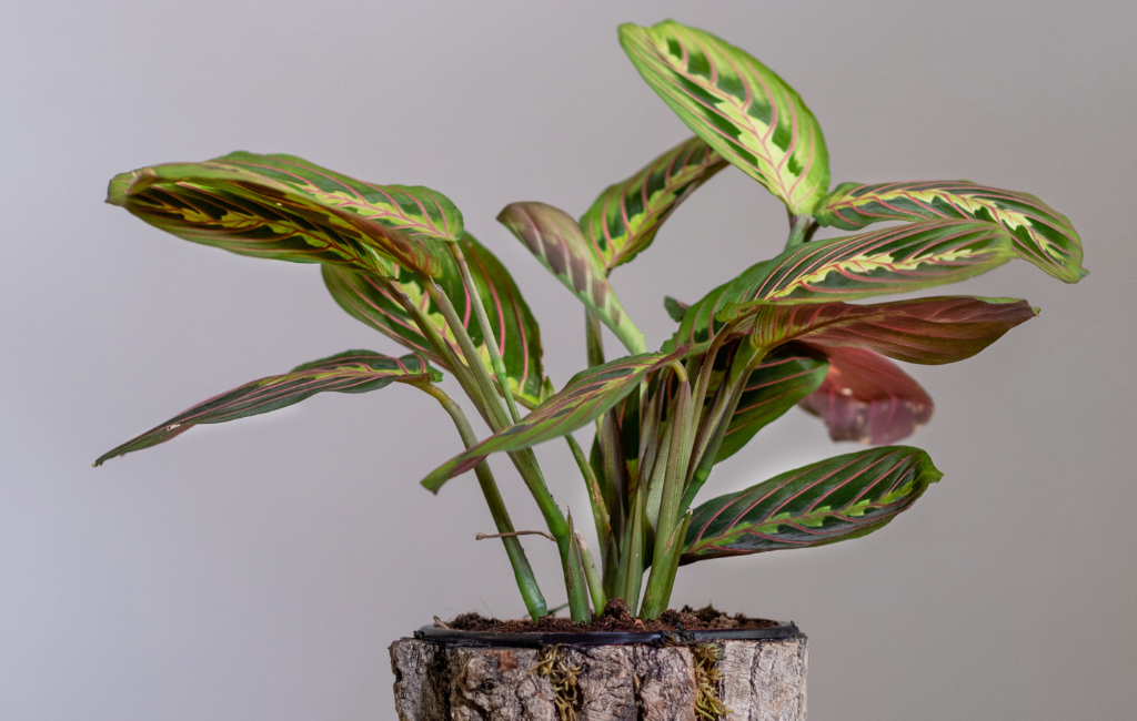 Prayer plant characteristics and care instructions
