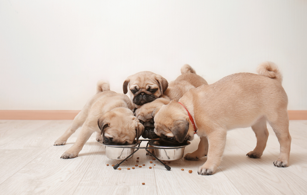 Pug puppies eating from dog bowls