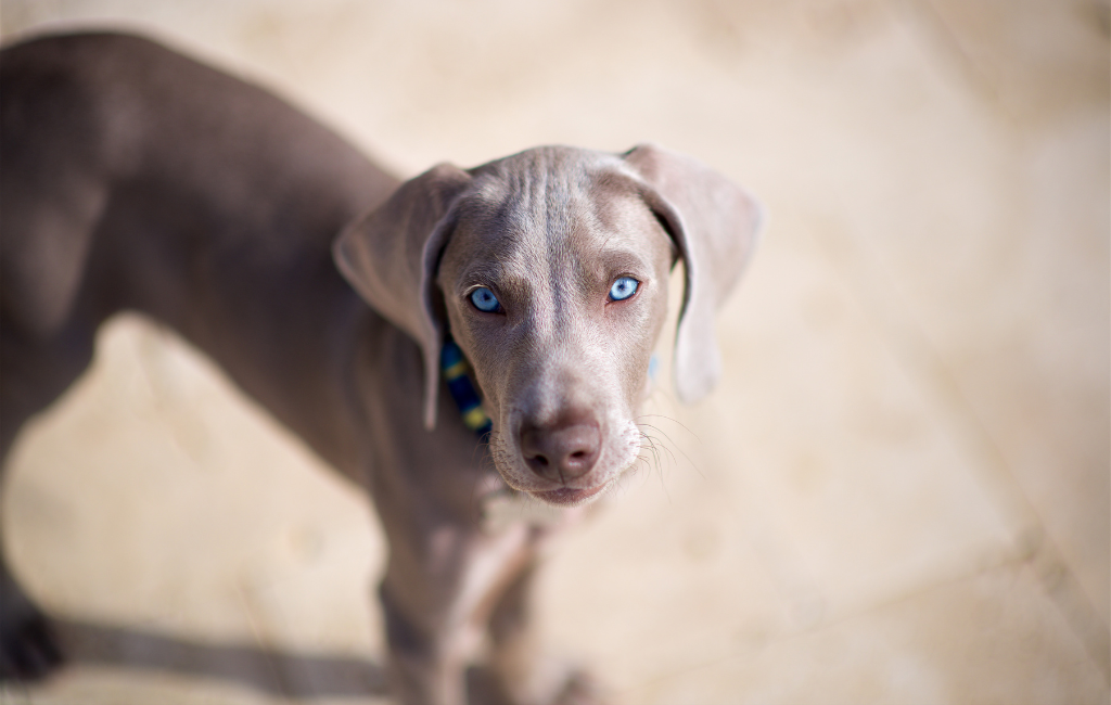 Weimaraner dog with blue eyes