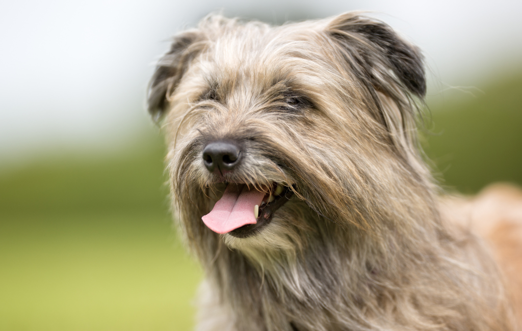 Pyrenean Shepherd dog