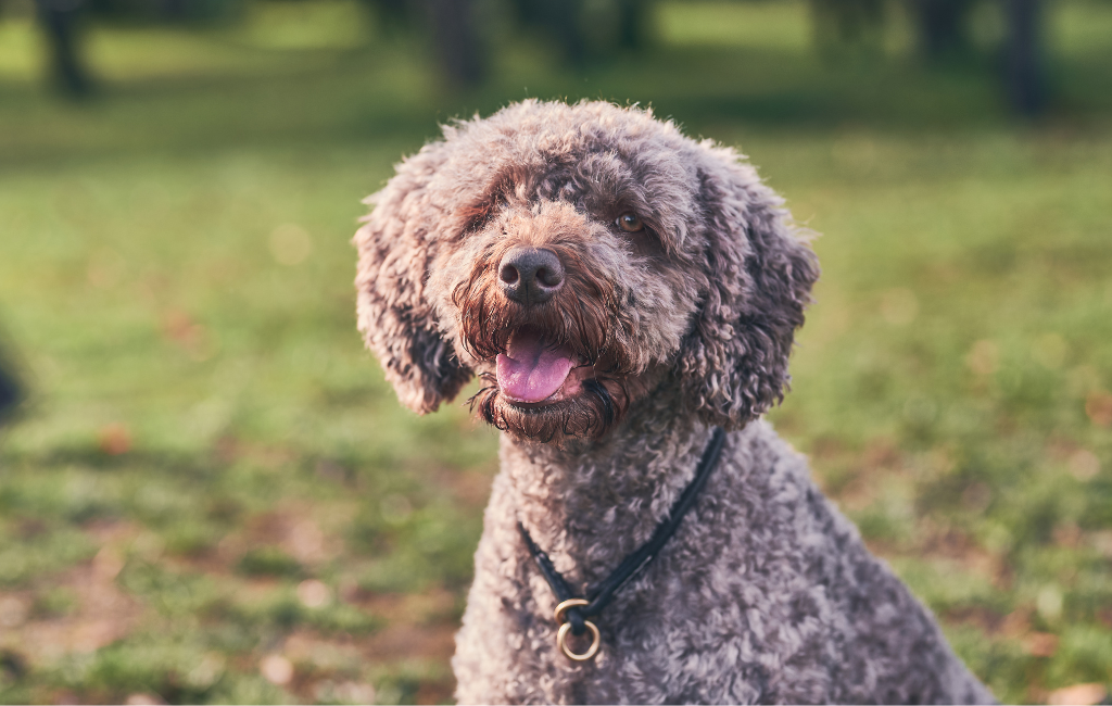 Spanish Water Dog