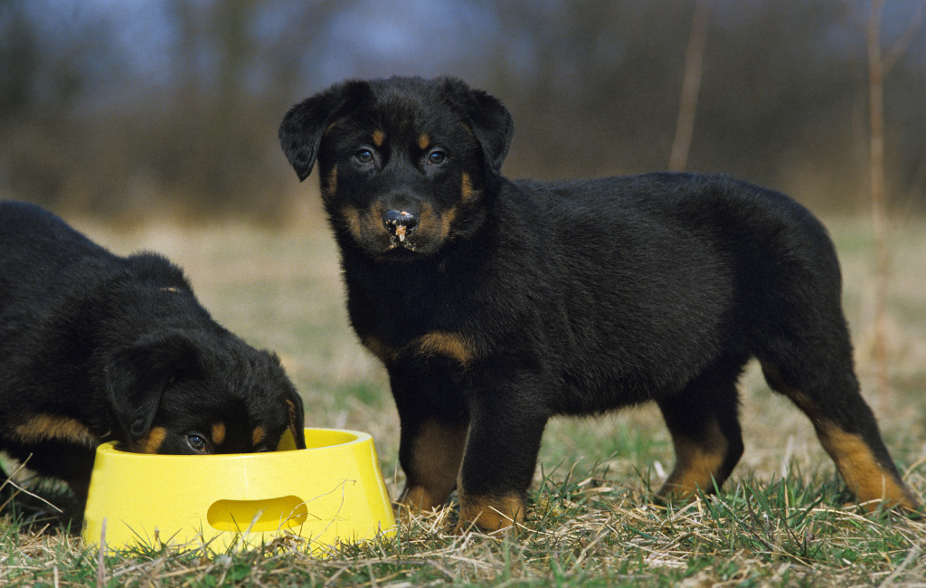 Rottweiler puppies eating out of bowl outside outdoor