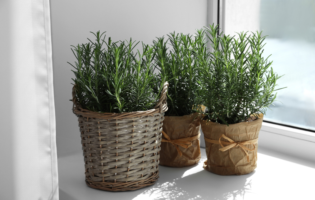 Rosemary characteristics and care instructions