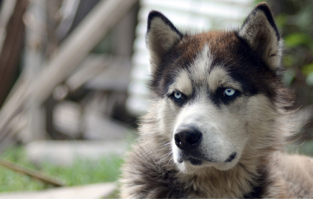 Alaskan Malamute dog breed blue eyes