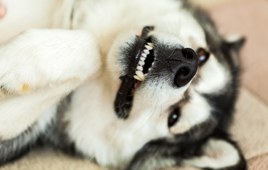 Alaskan malamute dog