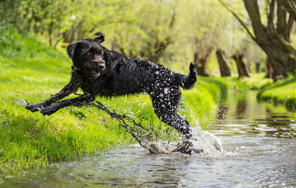 mixed breed black dog mutt jumping across stream during sunny spring day splashing dirty