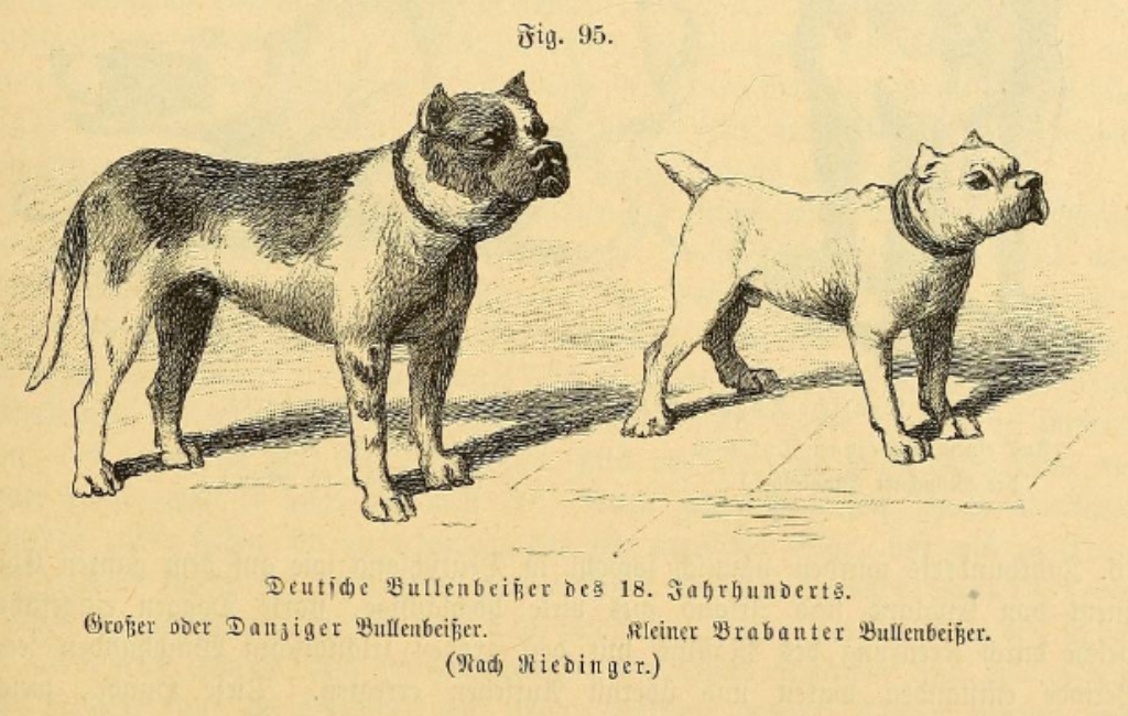 old depiction of Brabanter Bullenbeißer bullenbeiser extinct dog breed