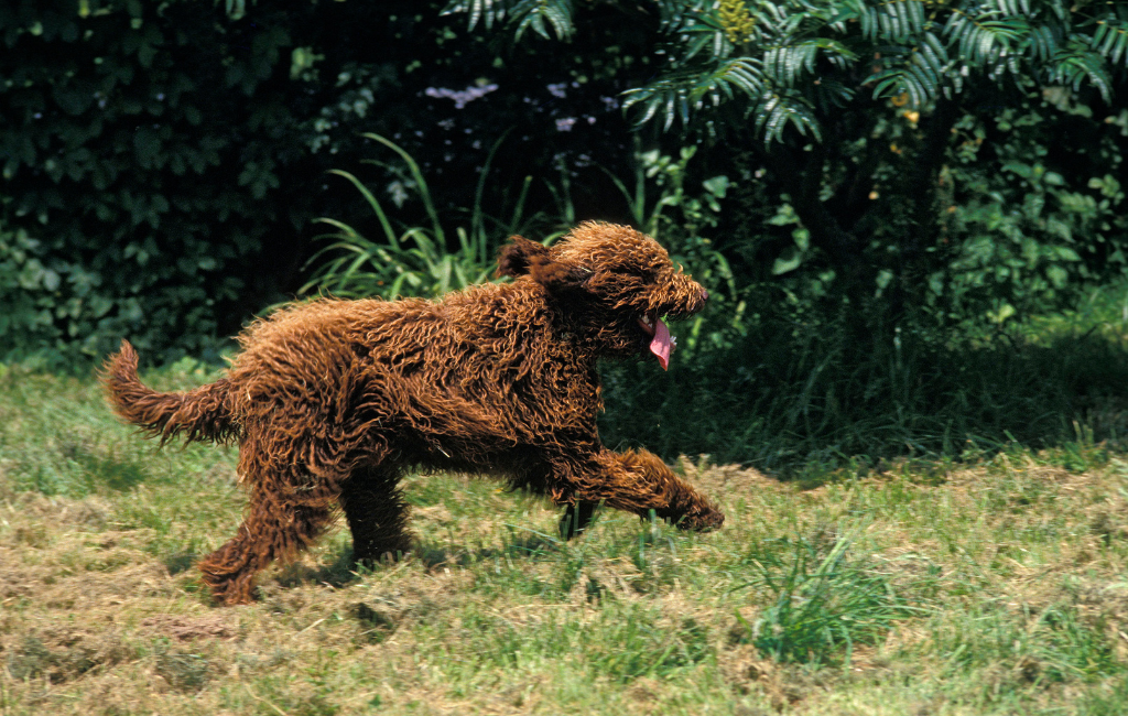 18 Dogs That Love to Swim