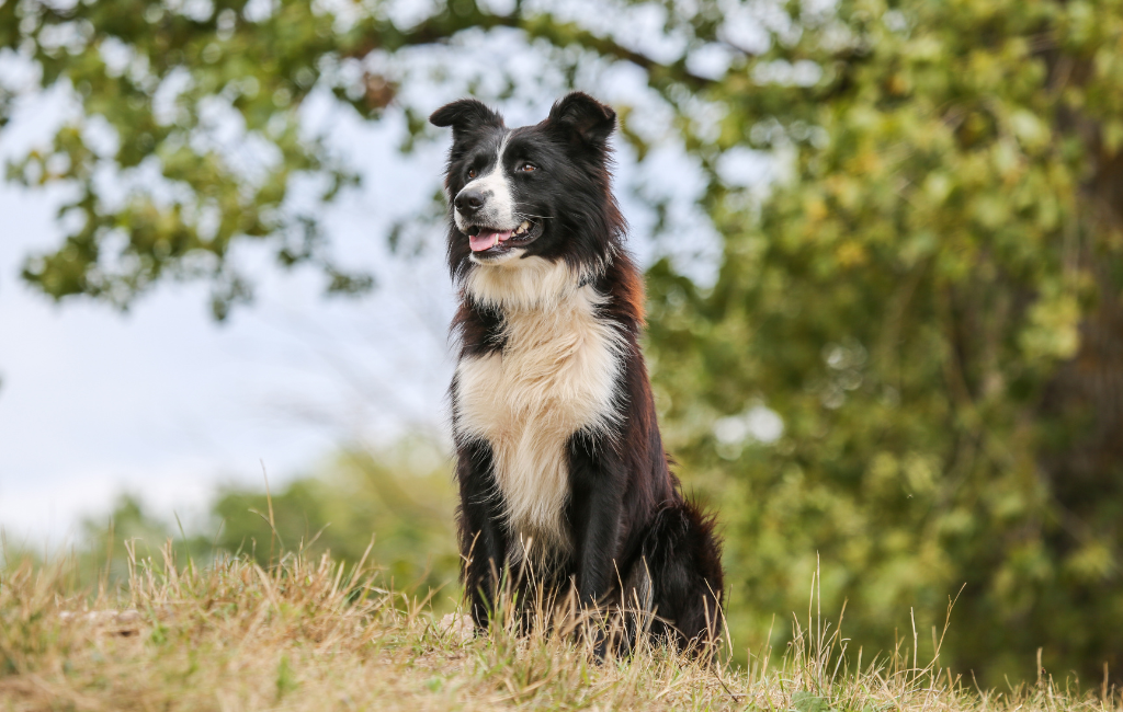 Border Collie dog