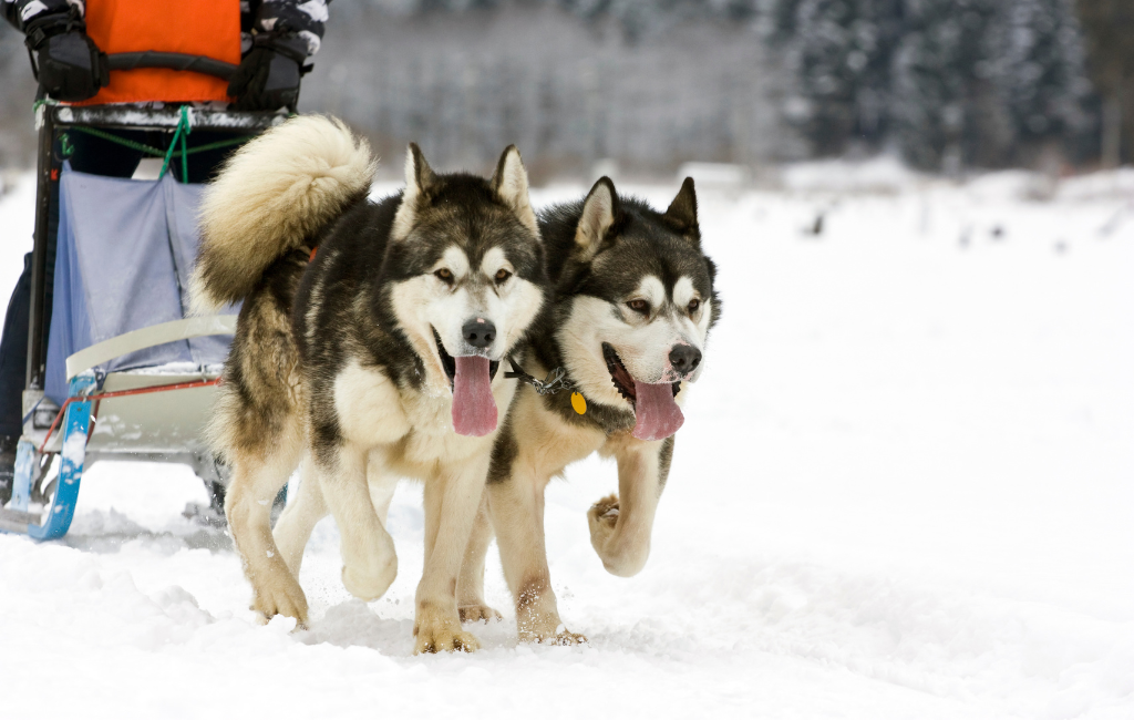 Alaskan Malamute sled dogs