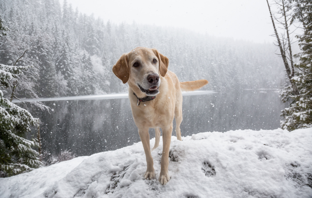 golden retriever yellow labrador retriever dog in snow winter hike snowy mountains and lake in background