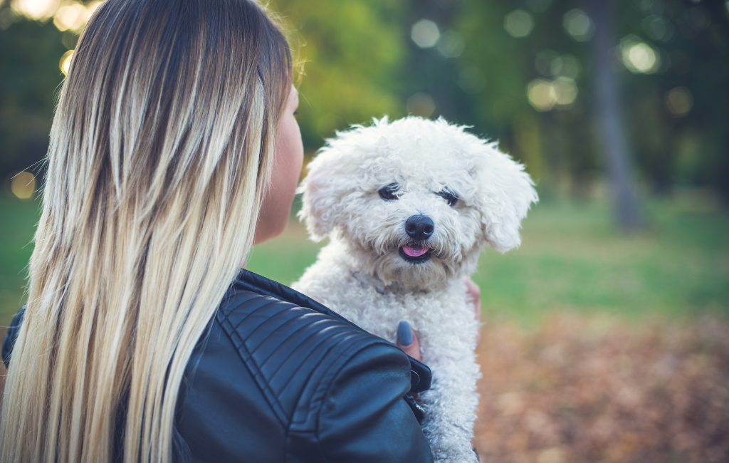 cute female with Bichon Frise dog woman holding small white fluffy dog