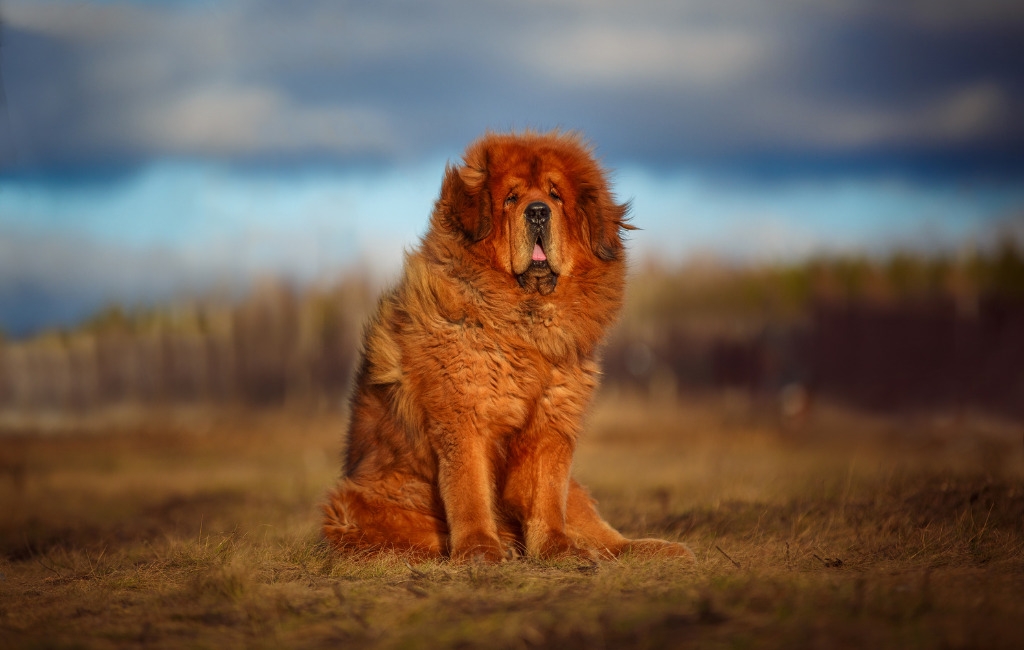 Tibetan Mastiff dog
