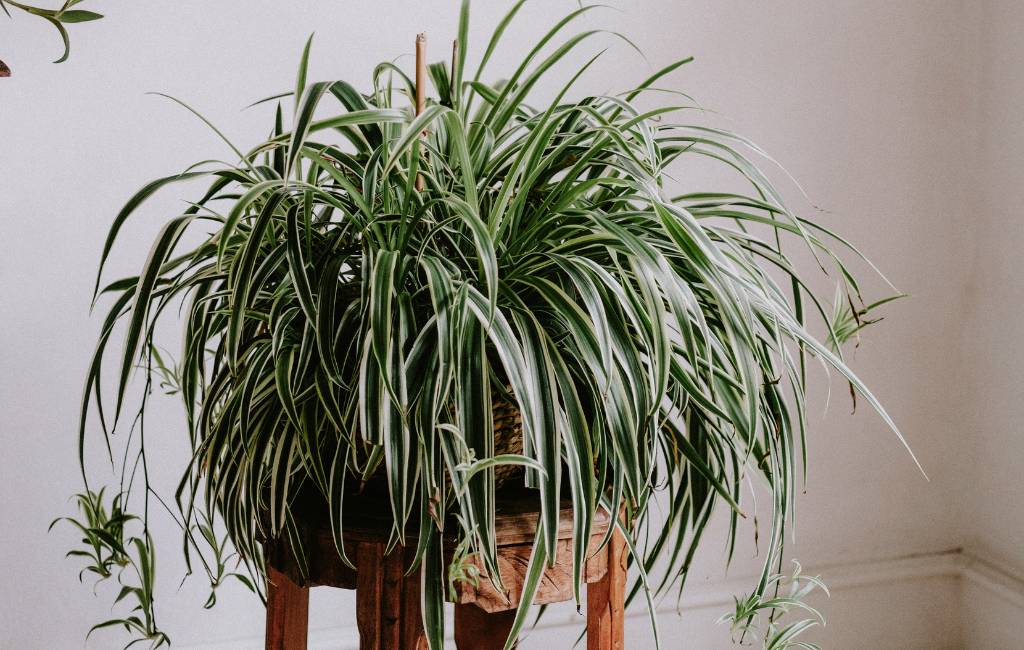 Spider plant characteristics and care instructions