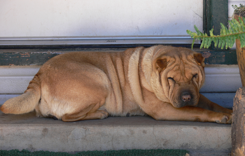 Shar Pei fat dog lying outside