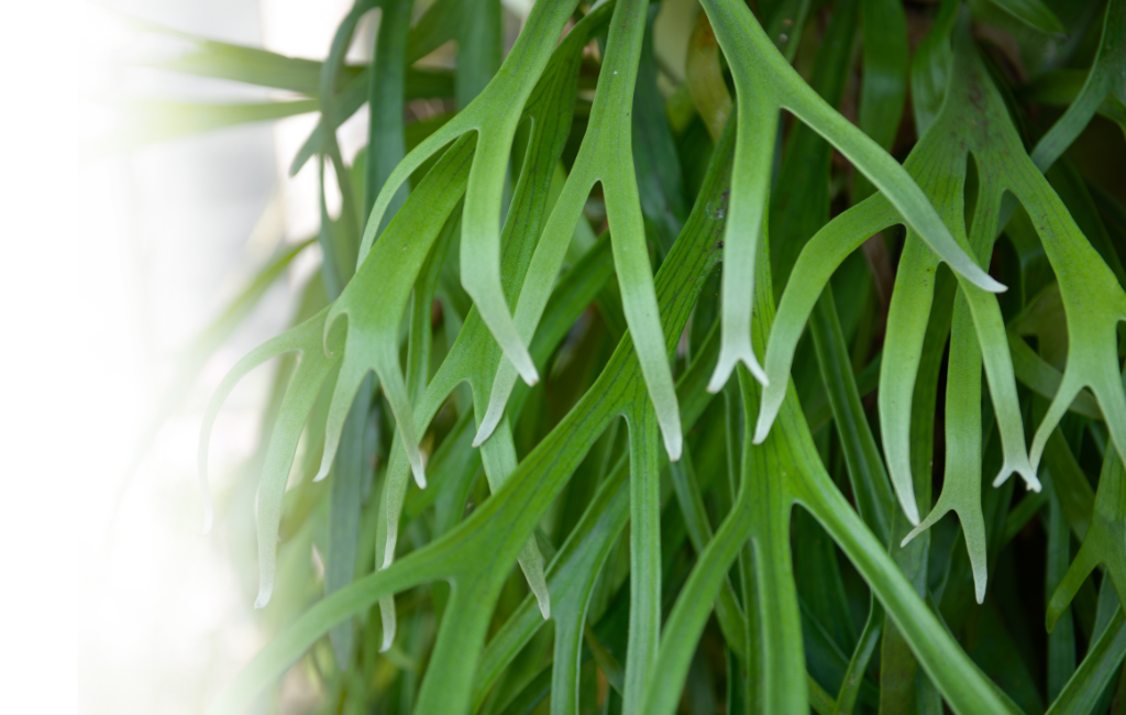 Staghorn fern characteristics and care instructions