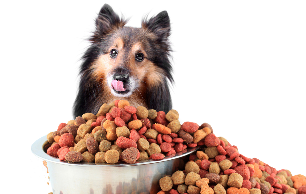 Shetland Sheepdog licking lips in front of overflowed dog food bowl