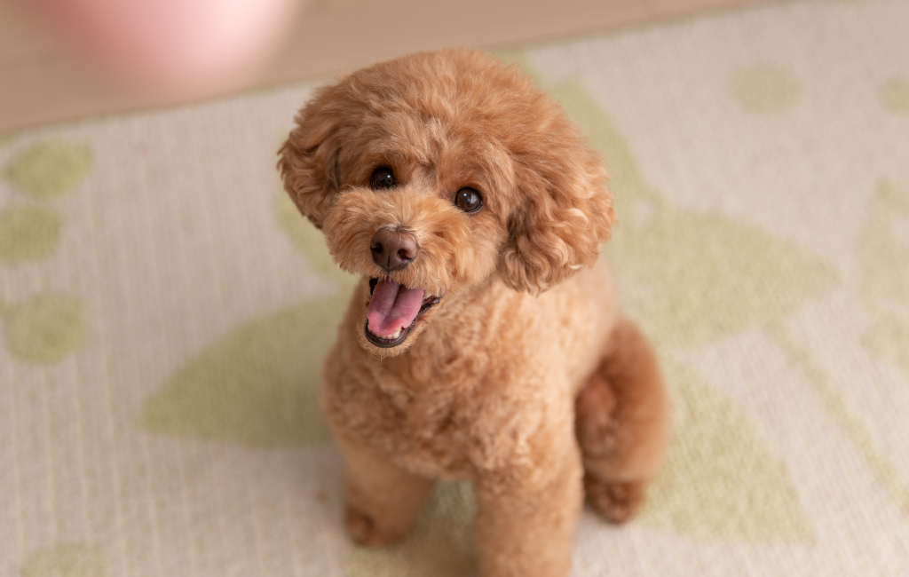 Toy Poodle dog