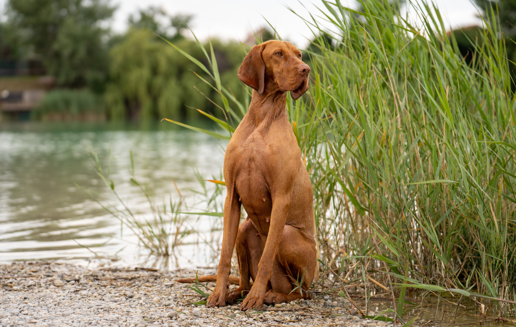 Vizsla dog