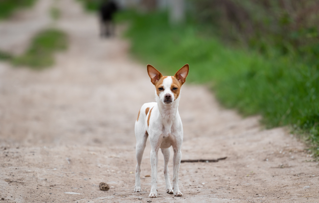 Toy Fox Terrier dog breed