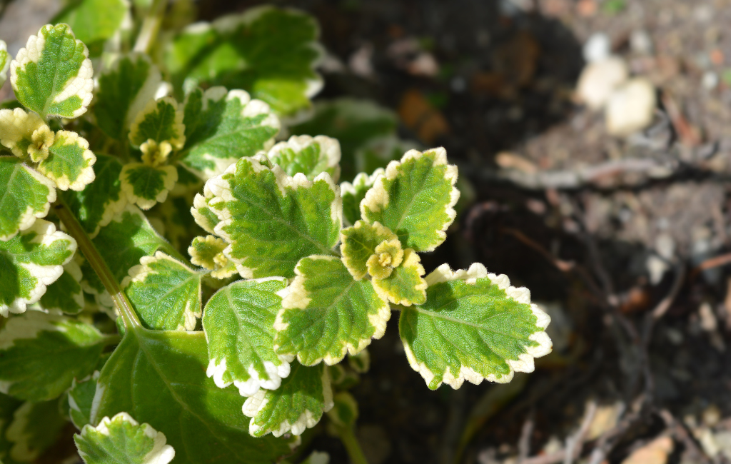 Swedish ivy characteristics and care instructions