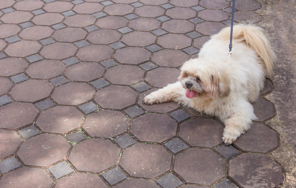 Shih Tzu dog fat dog lying on the ground