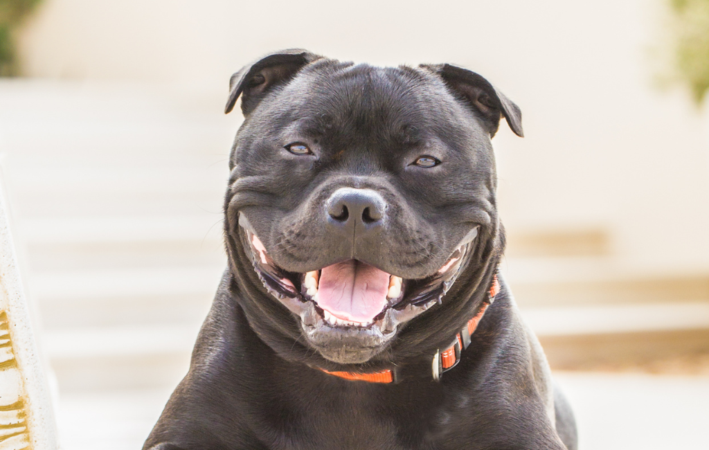 Staffordshire Bull Terrier smiling outside