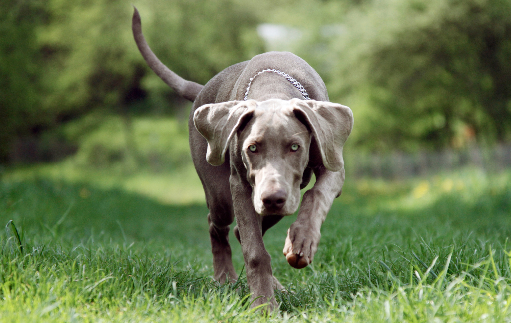 Weimaraner dog