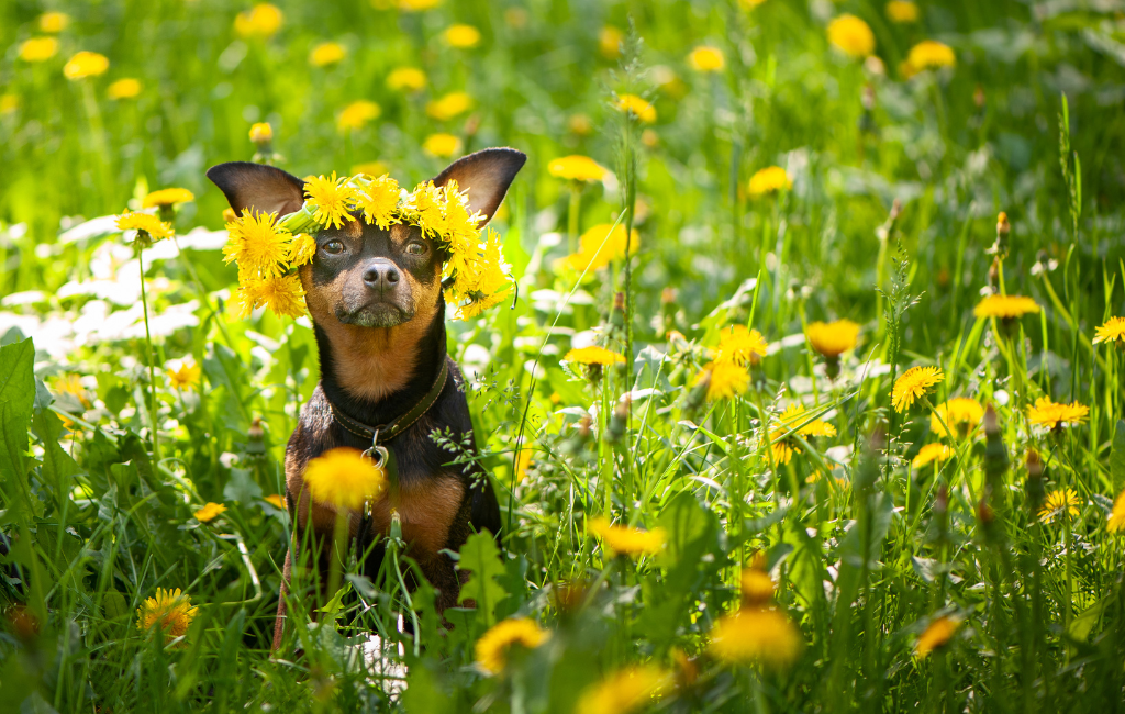 Toy Manchester Terrier dog breed