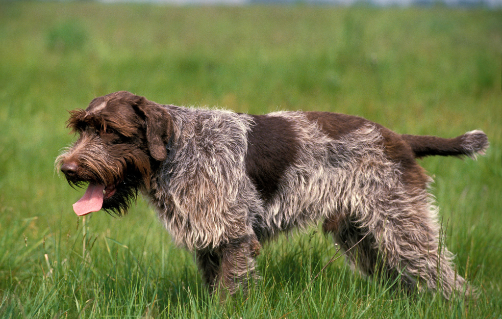 Wirehaired Pointing Griffon dog