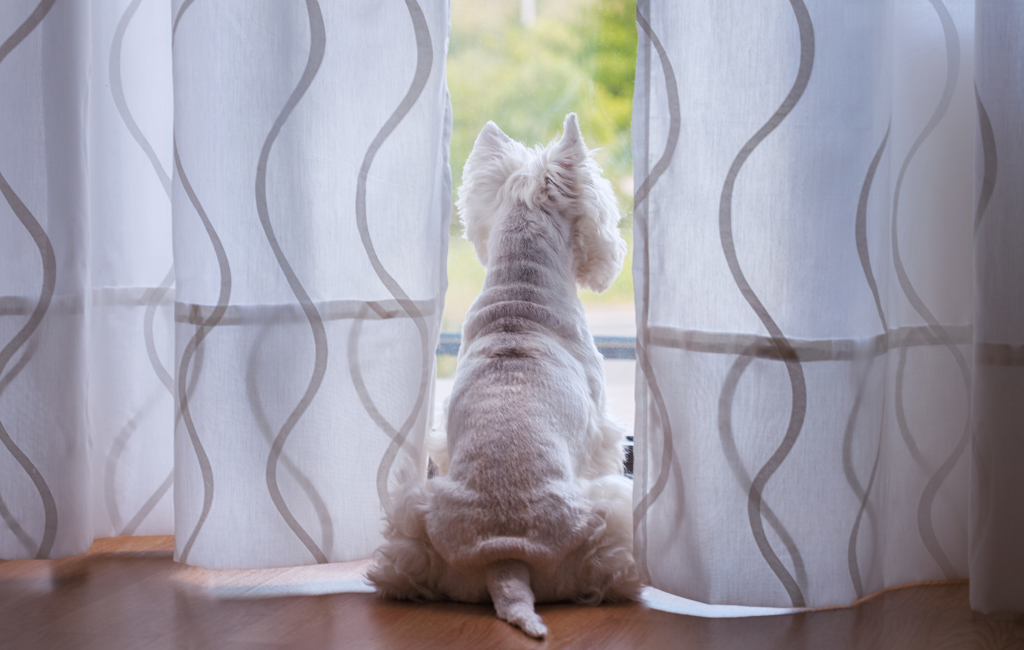 West Highland White Terrier fat dog looking out the window