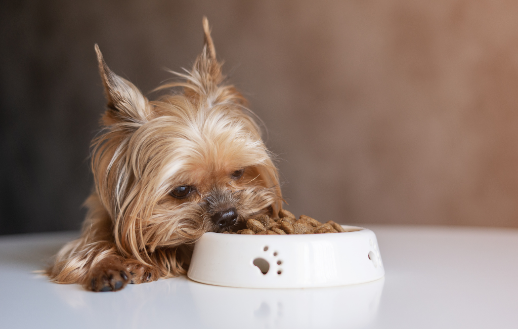 Yorkshire Terrier dog lying on ground eating dog food out of bowl
