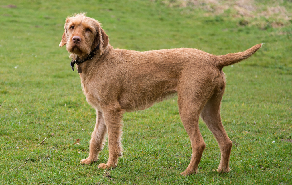 Wirehaired Vizsla dog