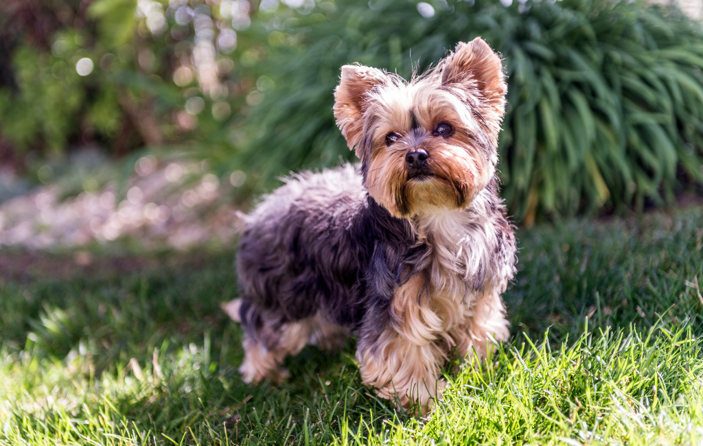 Yorkshire Terrier dog breed