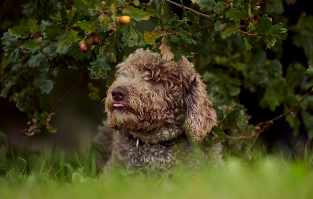 Spanish Water Dog