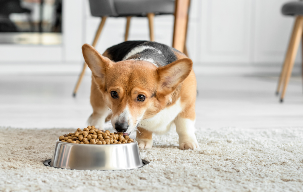 Corgi dog eating dry dog food kibble out of bowl on ground