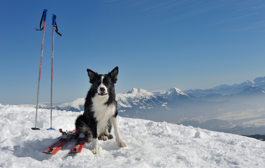 border collie dog skiing companion dog sitting in snow on snowy mountain with skis
