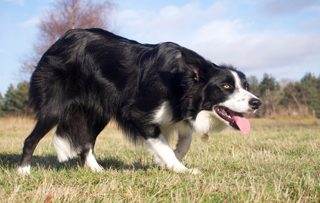 border collie dog crouching getting ready to herd sheep livestock