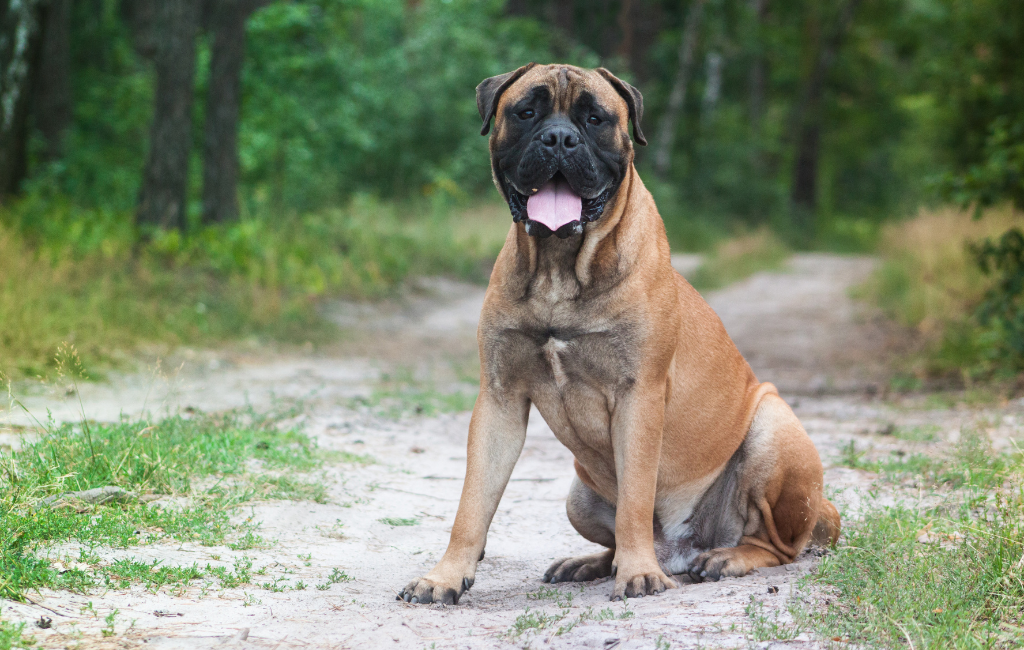 11 Dog Breeds That Can Be Left Alone for A Few Hours