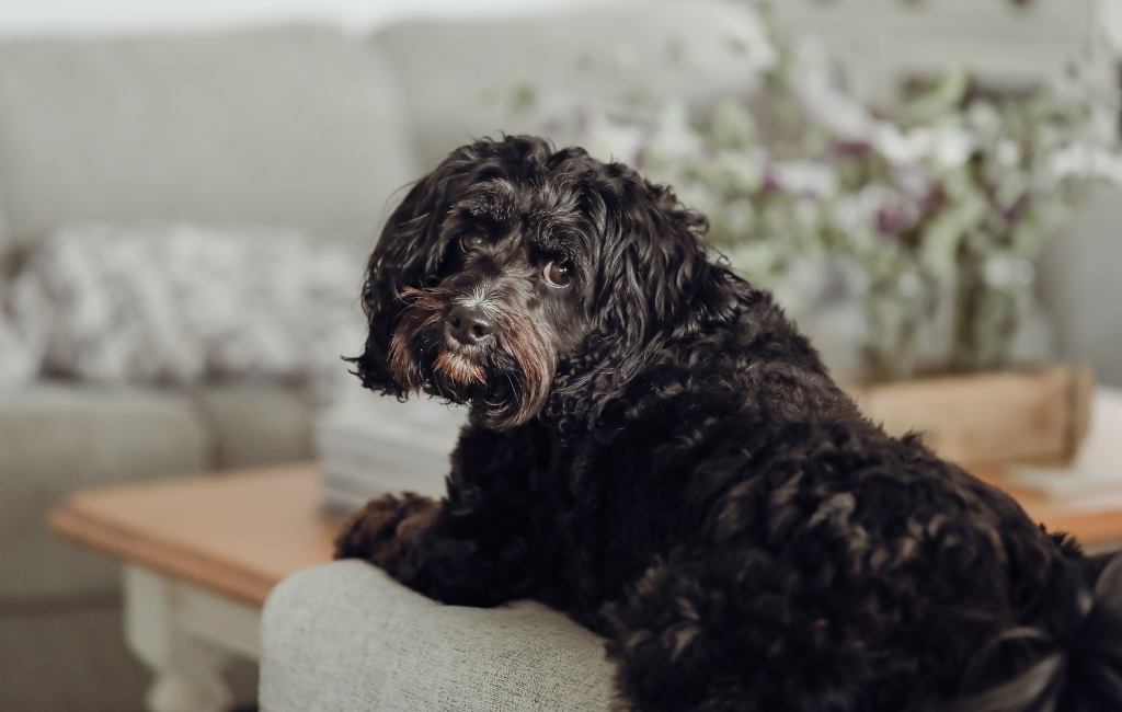 black cavoodle cavapoo small cross breed dog Cavalier King Charles Spaniel poodle sitting on couch furniture indoors