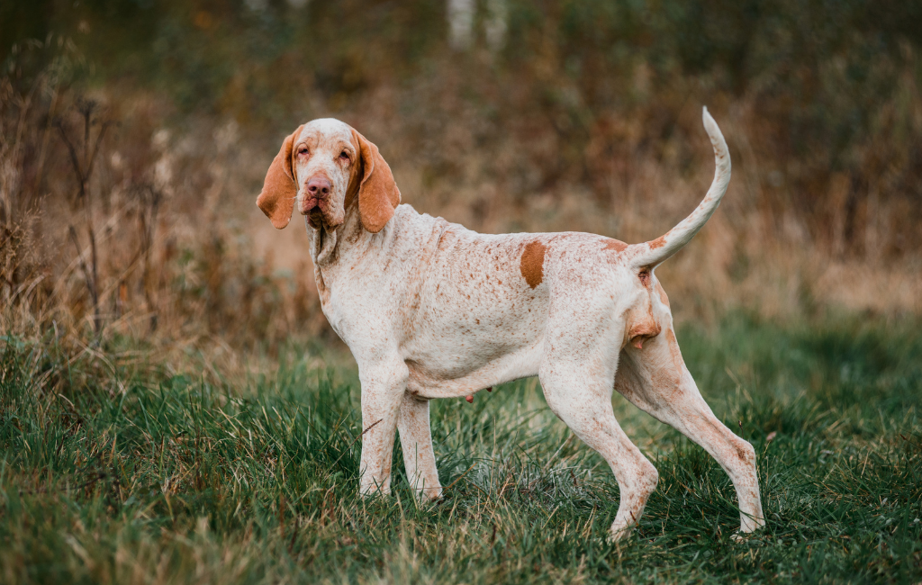 Bracco Italiano dog