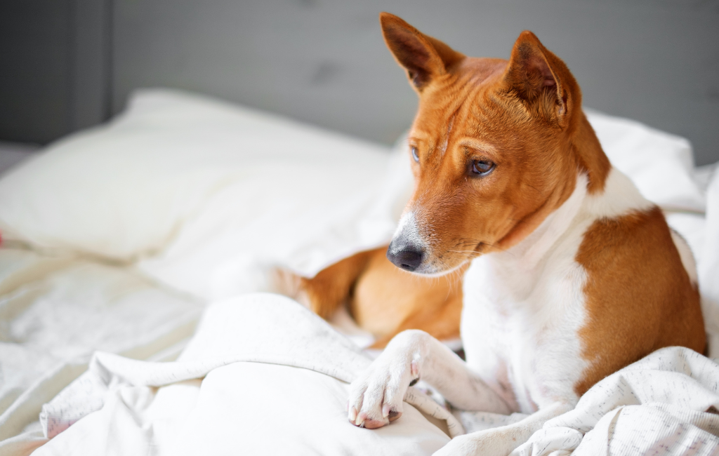 Basenji dog