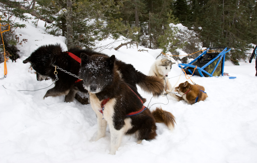 Canadian Eskimo Dog sled dogs