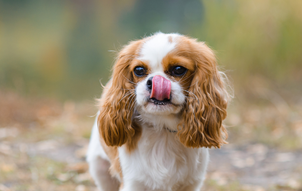 cavalier King Charles spaniel dog licking lips tongue licks close-up portrait against background of autumn landscape