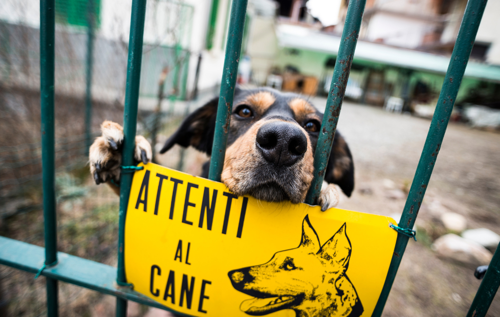 attenti al cane be careful of dog in Italian dog behind fence looking out over sign beware of dog