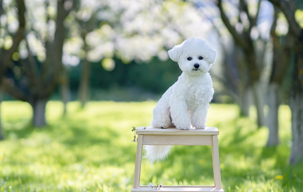 Bichon Frise dog