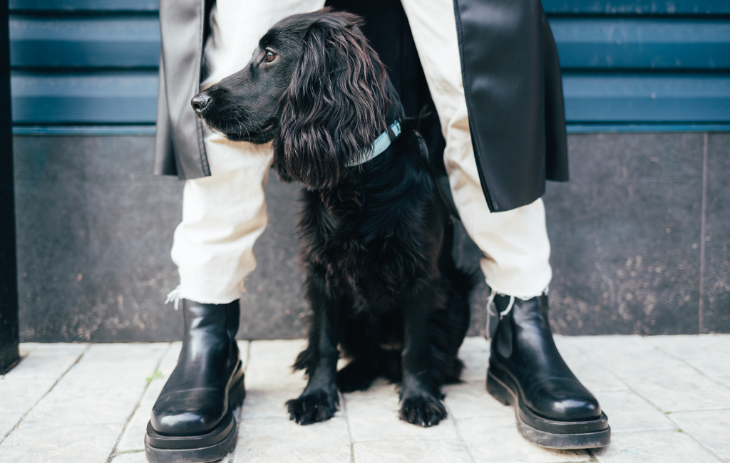 black spaniel dog sitting between owner woman's legs during walk leather jacket beige pants black boots