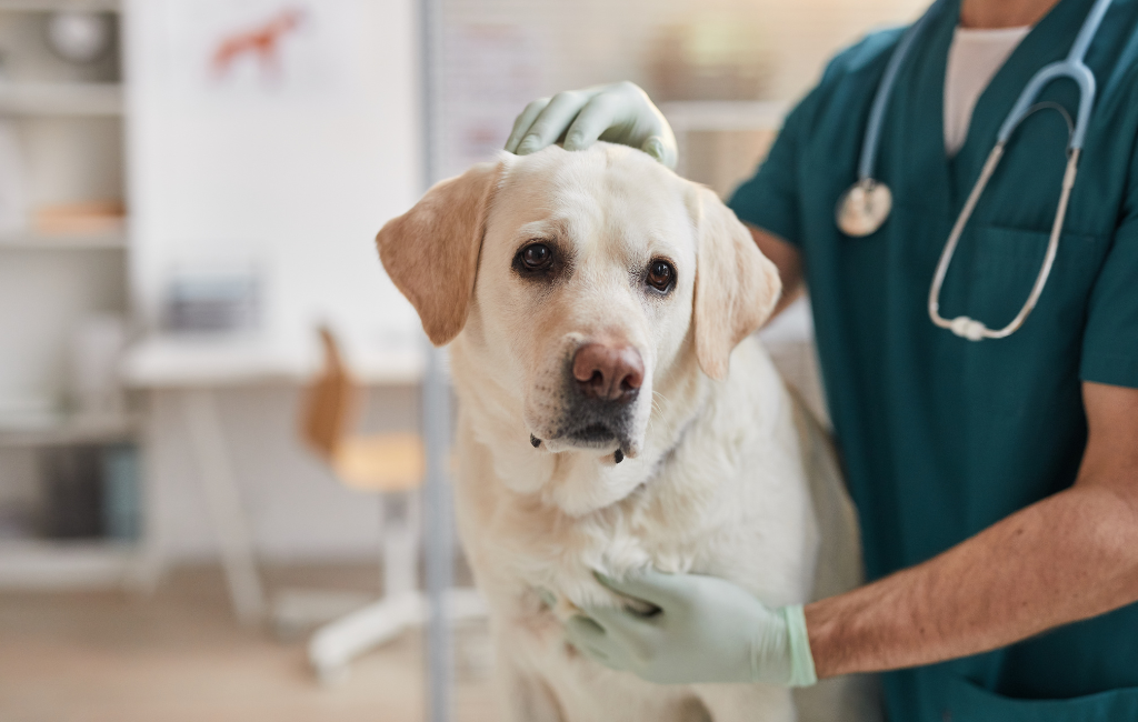 Yellow Labrador retriever dog at vet