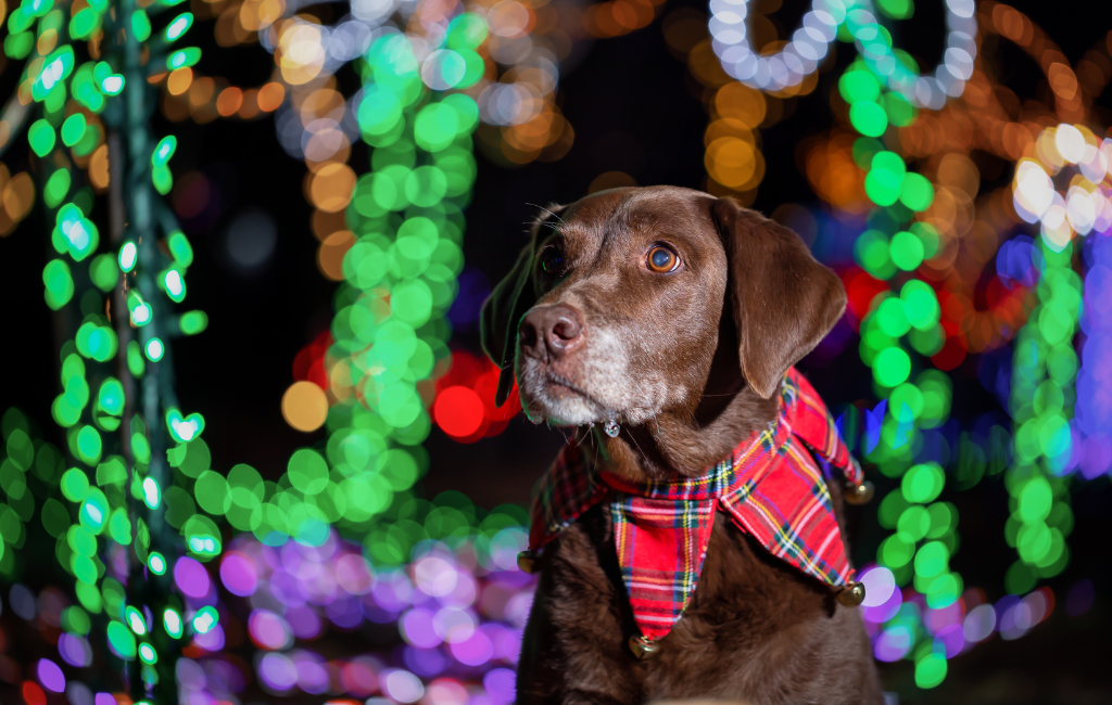 chocolate labrador retriever dog in Christmas gear in front of Christmas lights chocolate lab